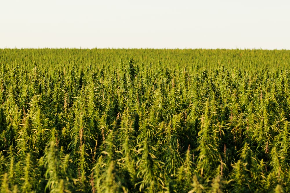 many hemp crop yields rotting 2019 blog post